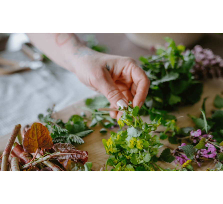 Zahrádka v hrníčku – Jaké jarní byliny můžete nasbírat hned za domem